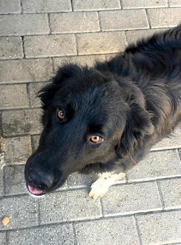 NICHOLAS BORDER COLLIE Foto 3